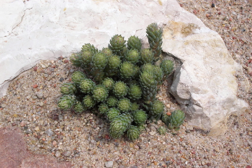 villadia imbricata